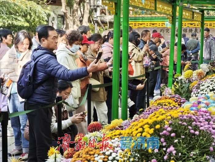 一年四季 泉在济南丨趵突泉金秋菊展进入最佳观赏期 “一菊连三园”共绘泉城初冬胜景