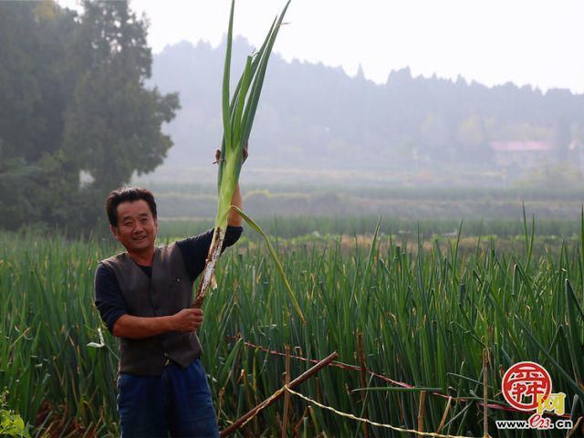 章丘绣惠街道：6000亩原产地大葱即将全面上市