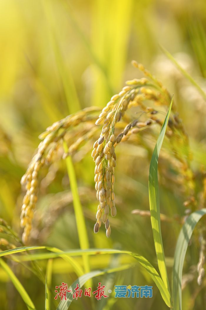 稻熟时节，邂逅乡村生态之美