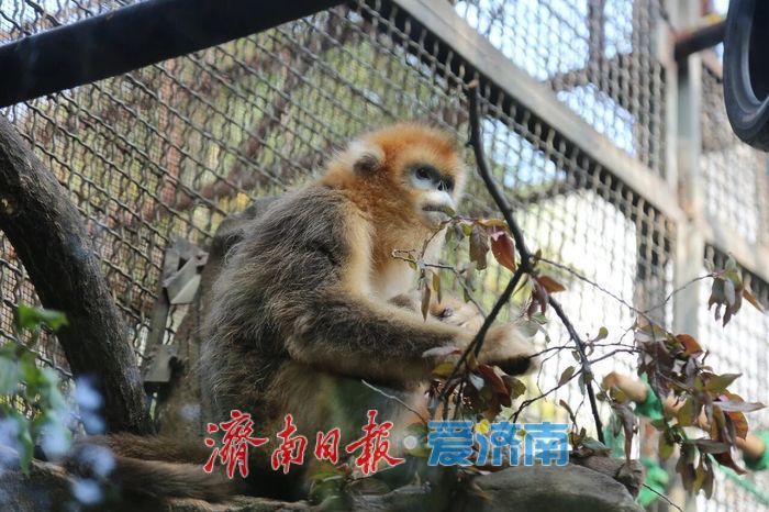 “壮壮”4岁了！济南动物园为金丝猴举行生日派对