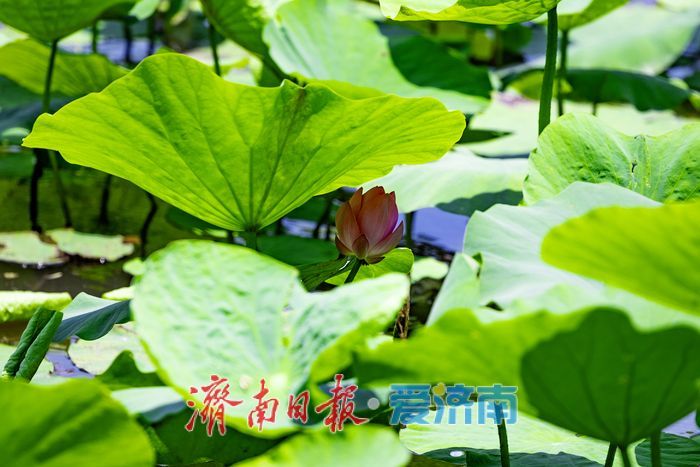 一年四季 泉在济南｜荷风初起夏意浓 济南大明湖荷花陆续绽放启幕初夏美景