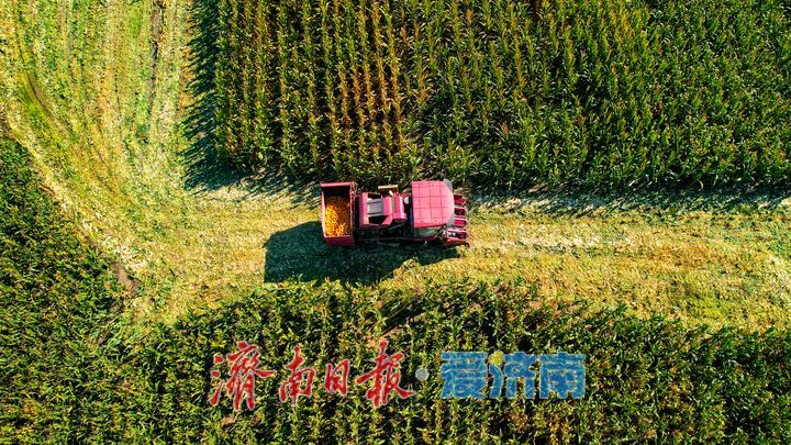 良田绘秋色 丰收正当时
