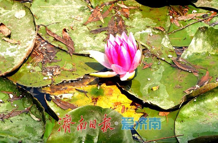 一年四季 泉在济南丨大明湖荷花睡莲“竞相争艳” 醉游人