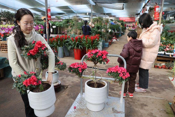 生活䲜䲜！年宵花市正红火，姹紫嫣红迎新春