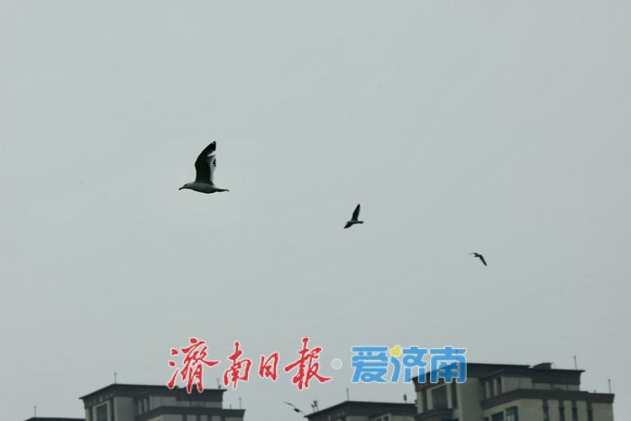 湖光潋滟处，鸥鸟共春舞——春日凤凰湖生机勃勃