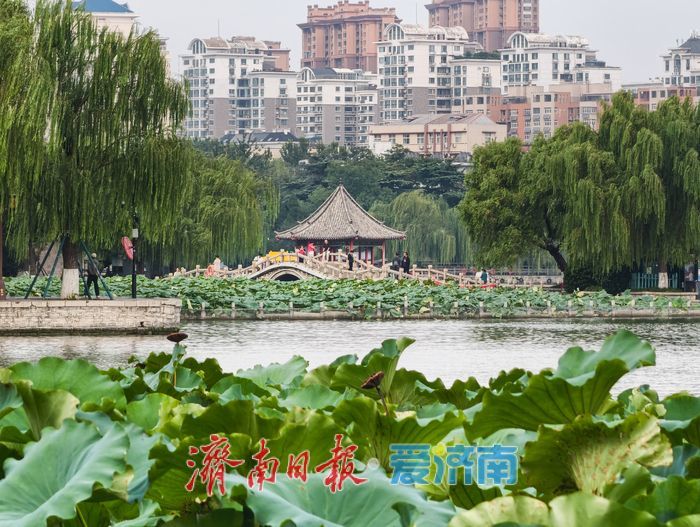 秋染大明湖，晨昏皆如画