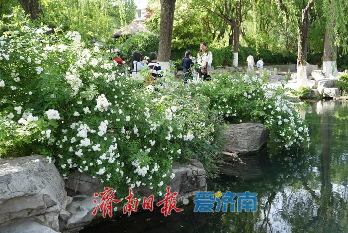 蔷薇花海灿若云霞 肆意盛放尽显诗意