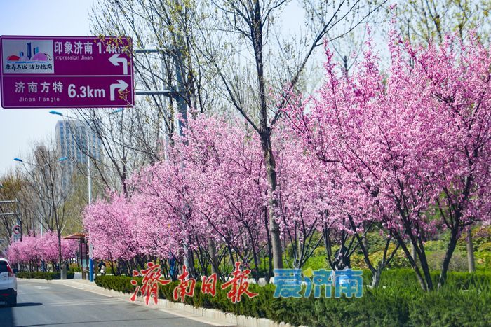 美人梅绽放济南街头，绘就春日浪漫盛景