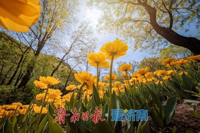 一年四季 泉在济南丨泉城春满山谷间！济南红叶谷郁金香与二月兰织就春日浪漫图景