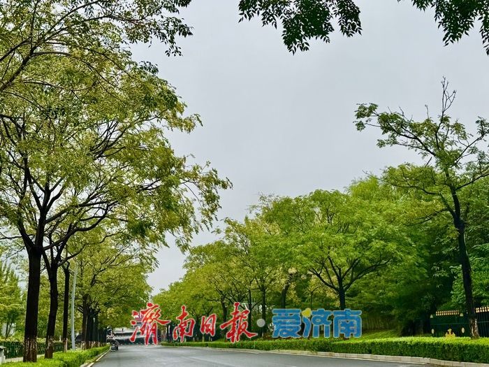 一年四季 泉在济南丨秋雨润奥体 银杏苦楝绘秋景
