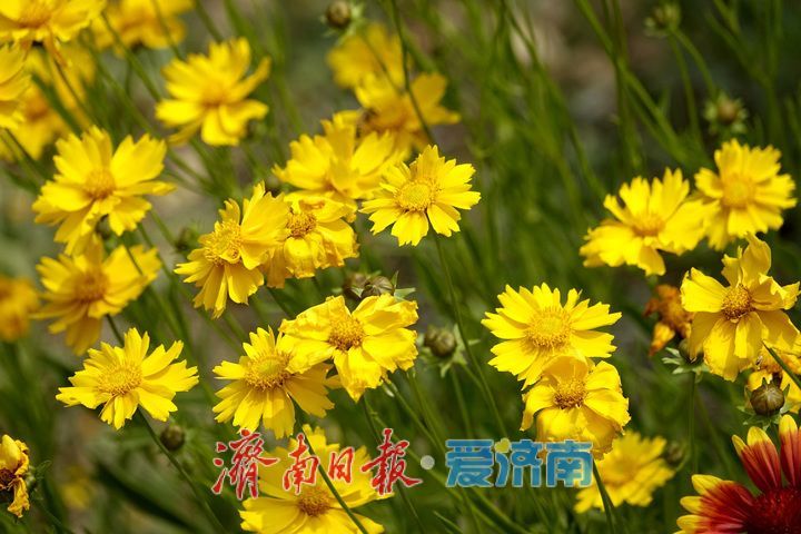 一年四季 泉在济南丨金鸡菊花海进入倒计时，最后一波金色浪漫等你来赏