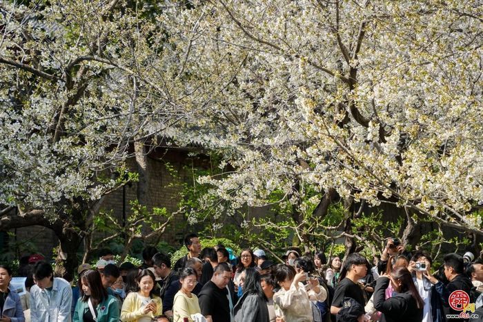 就在3月21日本周六！第23届五龙潭樱花节即将浪漫启幕