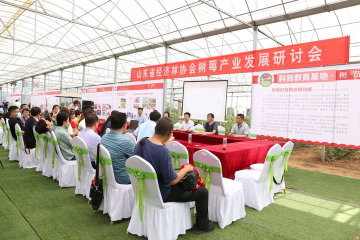 龙山小树莓  全国大市场