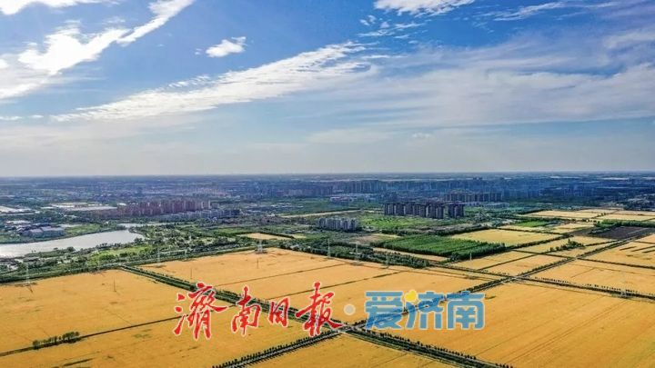 商河：一粒种子激活农业“芯”动能