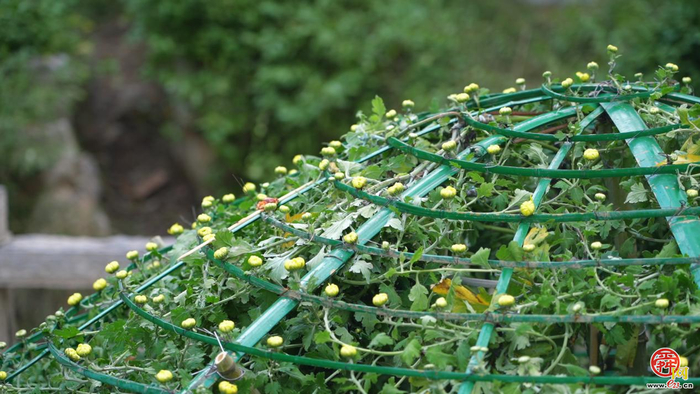 第46届趵突泉金秋菊展即将点亮泉城秋色