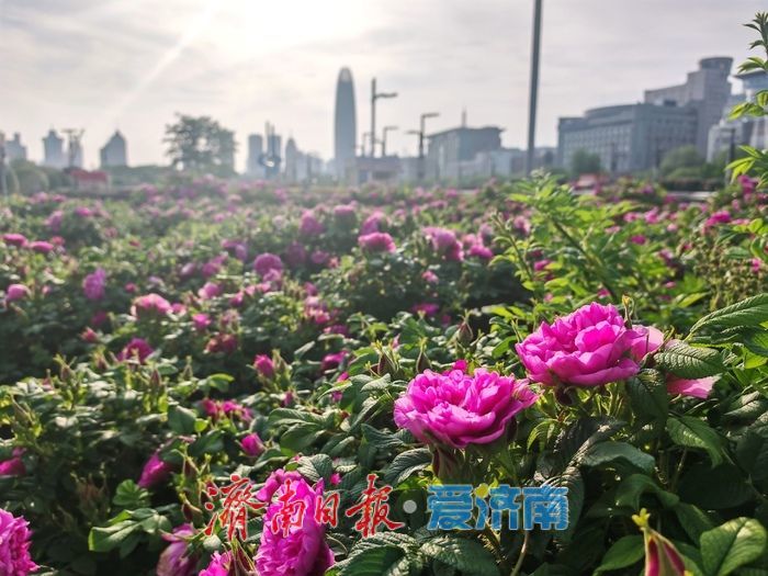 玫瑰花开 浪漫泉城