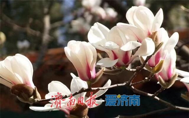 2026年济南特色道路赏花指南——全城花海，一路芬芳