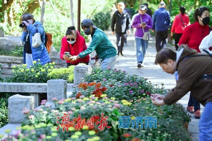 趵突流芳·菊绘华章，济南市第47届趵突泉金秋菊展加载进度90%！