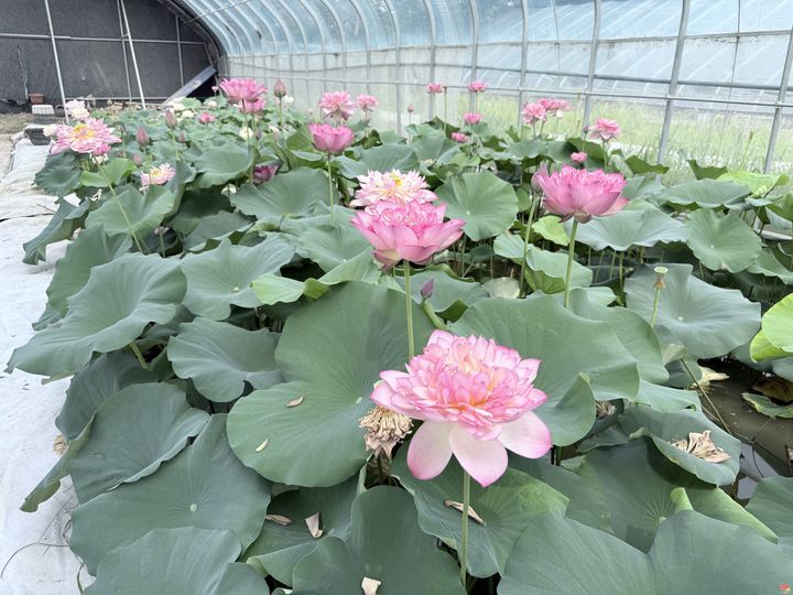 荷韵泉城·云湖有约——章丘区首届荷花市集暨荷众苑荷诞游园会盛大开启