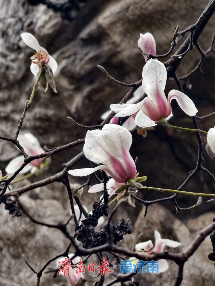一年四季 泉在济南丨玉兰初绽报春来