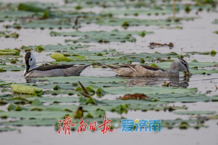 惊喜！“世界上最小的鸭子”棉凫“夫妇”现身华山湖