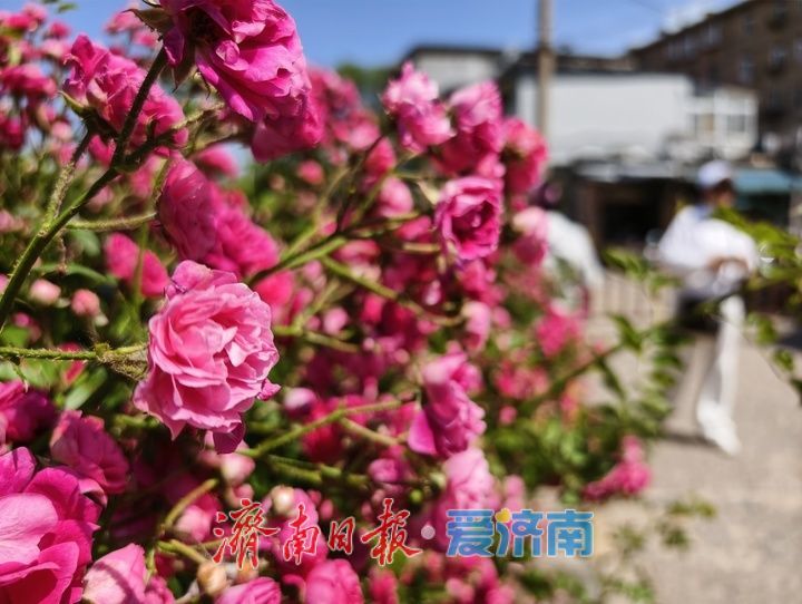 一年四季 泉在济南丨繁花织锦缎 百花洲月季扮靓泉城街巷
