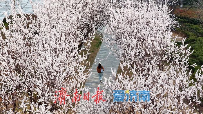 速来打卡，万象城旁杏花开啦