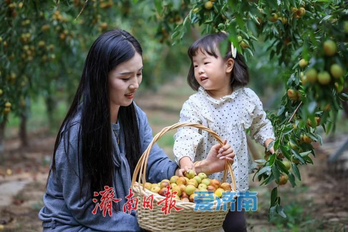 “一口脆响，满口蜜香！”黄河冬枣迎来最佳采摘期