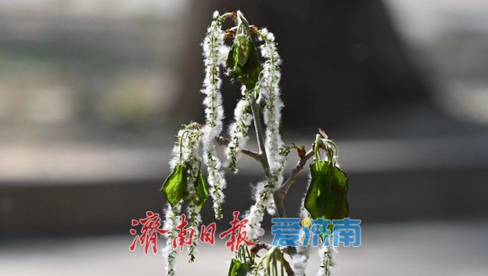 济南飞絮高峰来袭，这些防护措施快收好