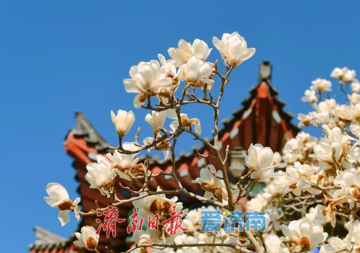 湖畔玉兰美若仙，春意盎然醉人眼