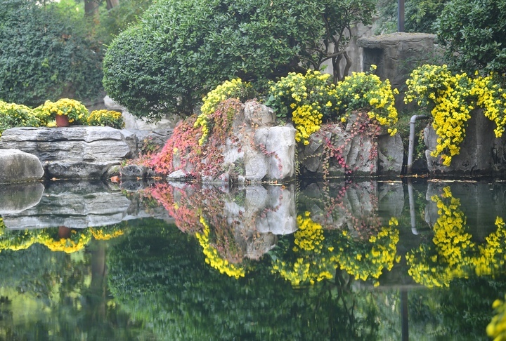 泉畔菊香四溢，趵突泉金菊展迎来赏菊最佳时节