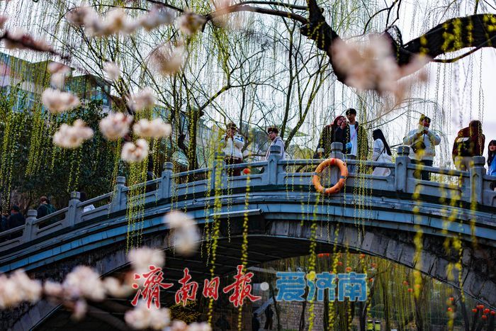 樱缀泉畔添雅韵 汉服打卡醉泉城