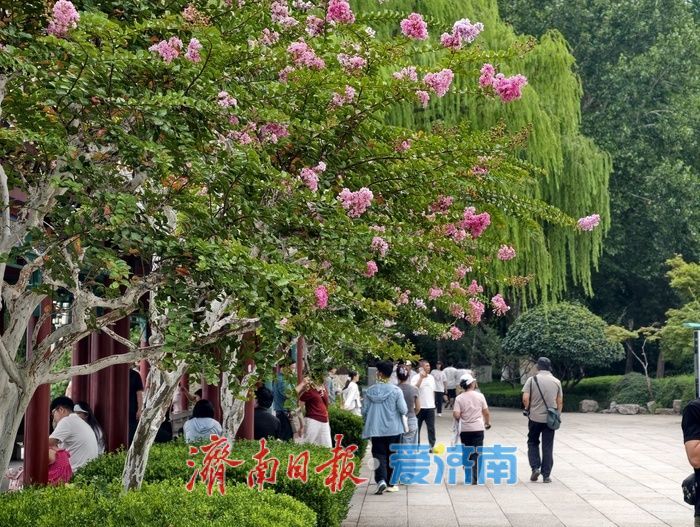 一年四季 泉在济南丨垂柳映繁花，紫薇装点大明湖盛夏时光