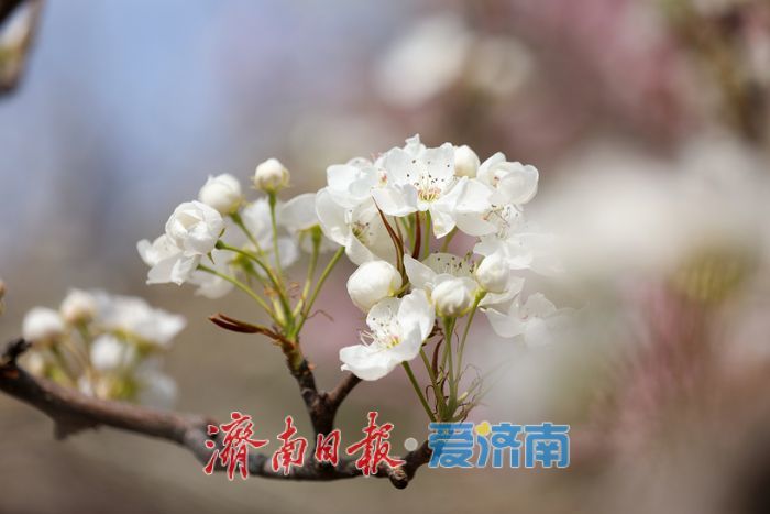 一年四季 “泉”在济南丨千亩梨花白胜雪 踏春赏花正当时