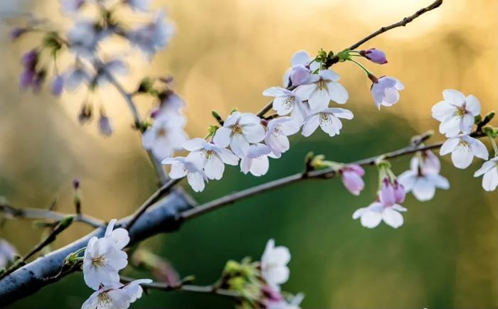 慢时光赏樱花，第二十二届五龙潭樱花节即将启幕