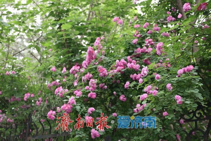 千佛山蔷薇花带扮靓登山路 “花漾”景致引游客驻足流连