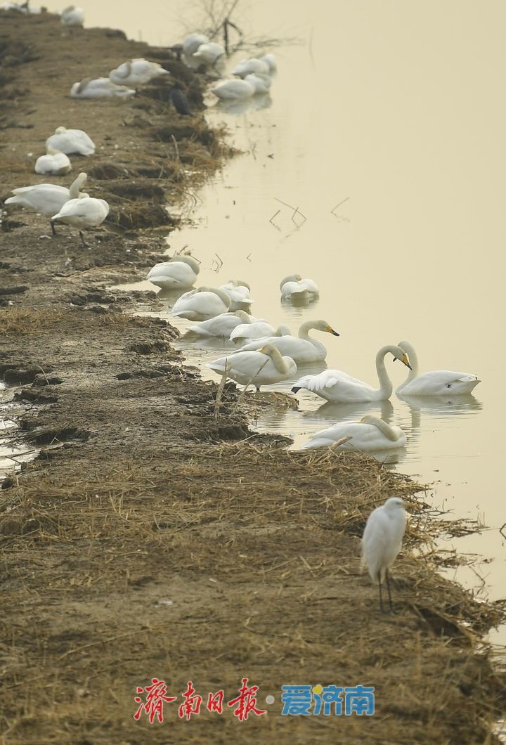 泉城年味气氛组已就位，是“蛇”候过年啦！