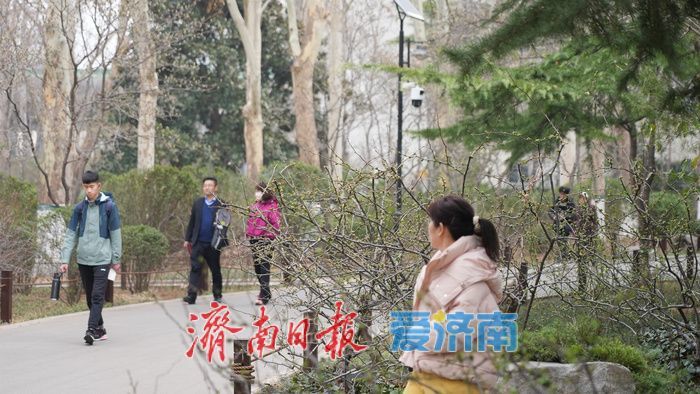 济南百花公园贴梗海棠“绽放”春意