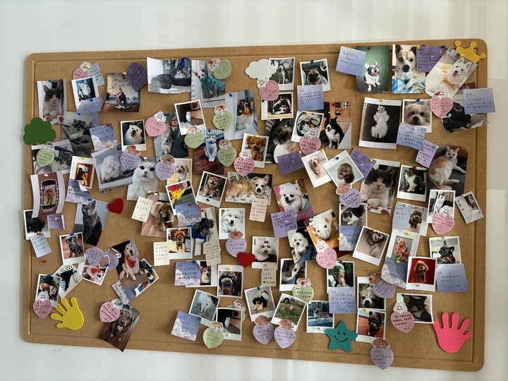 三位济南姑娘转行“宠物殡葬师” 为上千只宠物举行告别仪式