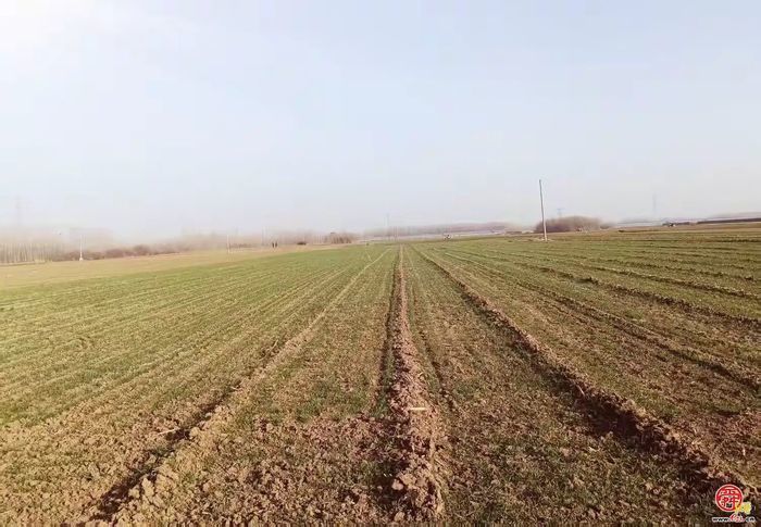 章丘圣井街道：农业之花绽放在耕耘里