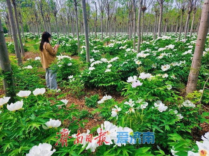 一年四季 泉在济南丨黄河岸边藏秘境 芍药繁花醉游人