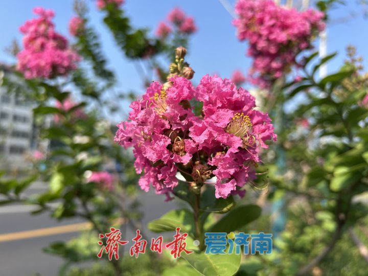 济南经十路紫薇盛放，一路繁花绘盛夏