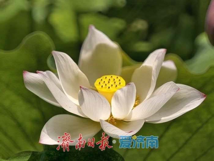 一年四季 泉在济南丨荷风送香满泉城，泉城公园荷花进入最佳观赏期
