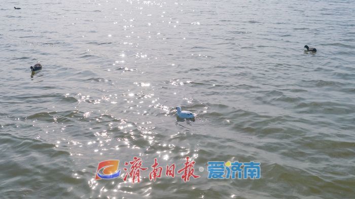 罕见！章丘白云湖首次迎来白化白骨顶