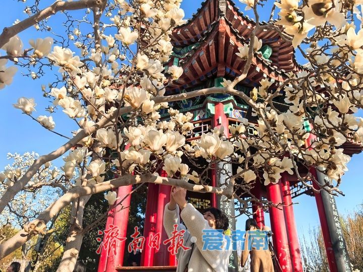 湖畔玉兰美若仙，春意盎然醉人眼