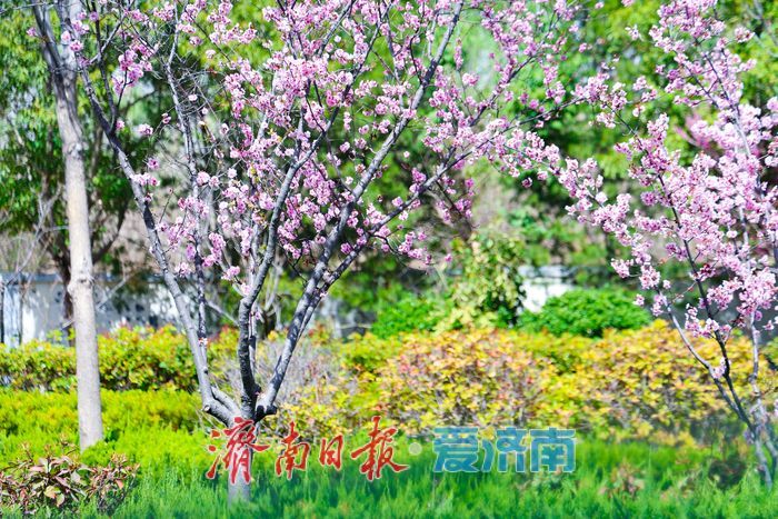 美人梅绽放济南街头，绘就春日浪漫盛景