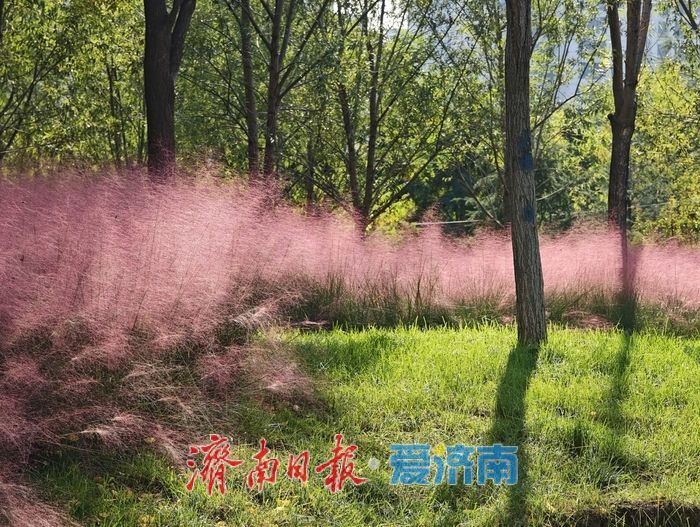 秋色如画正当时 望岳康体公园粉黛花开引客来