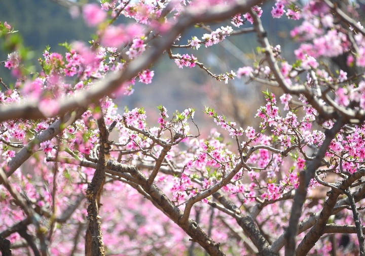满树粉黛迷人眼，济南现实版“桃花源”等你来打卡