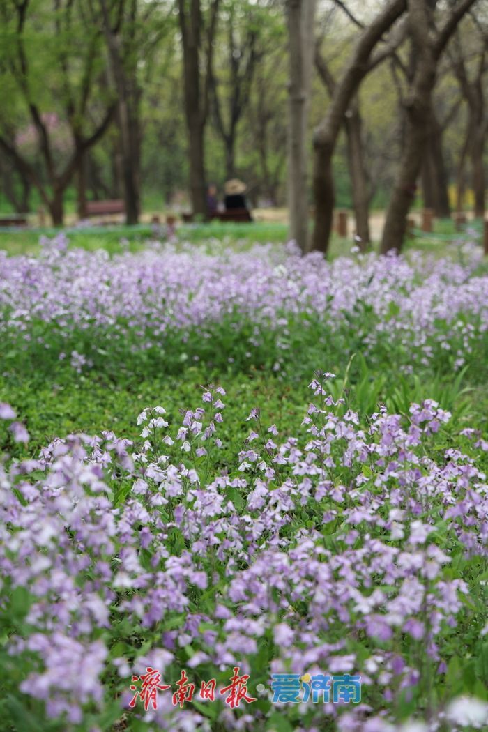一年四季 泉在济南丨美翻了！千佛山二月兰盛开铺就“紫色海洋”