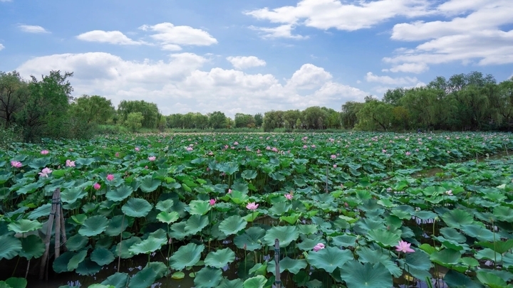 荷花盛开 夏意满塘！济西湿地展夏日绚丽画卷